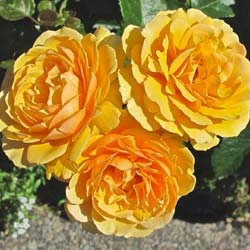 Rose 'Amber Queen'